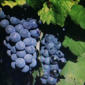 Vinstock, blå druvor