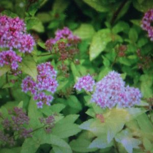 Spirea ’Sundrop’