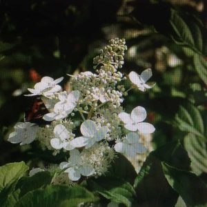 Hortensia ’Mustila’