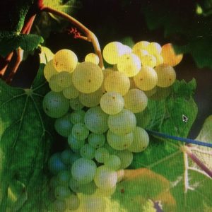 Vinstock, vita druvor