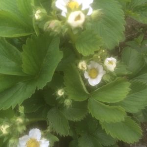 Jordgubbar ’Ostara’