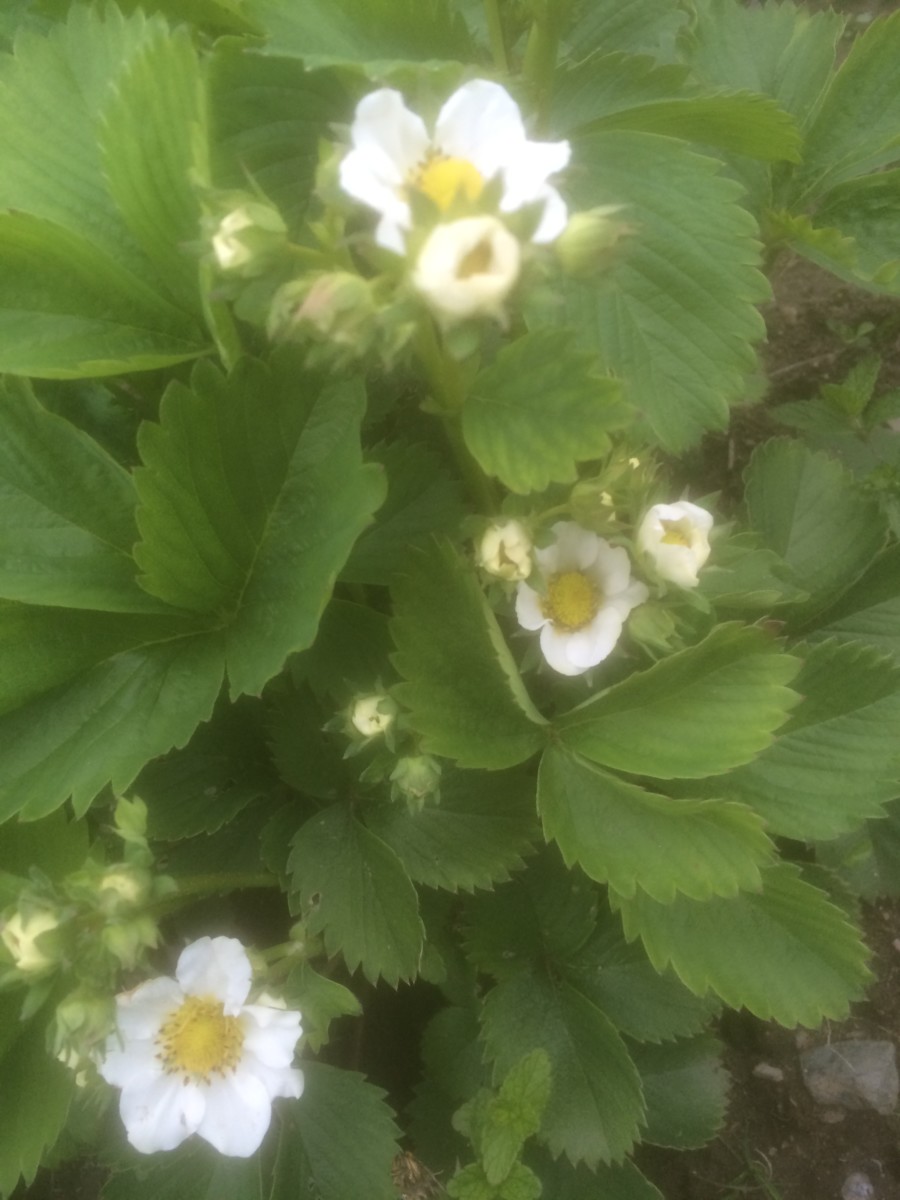 Jordgubbar ’Ostara’