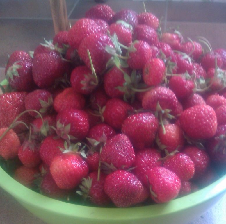 Jordgubbar ’Ostara’ - Bild 3
