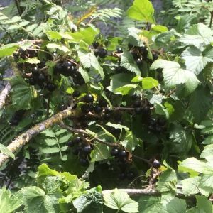 Svarta vinbär ’Interkontinental’